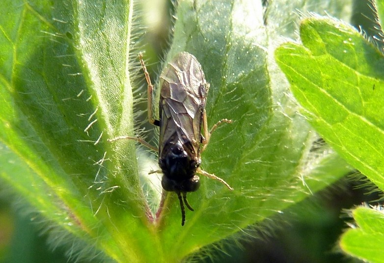 Piccolina da identificare: Tenthredinidae? Chalcidoidea?
